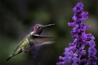 Humming Bird 